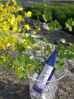 画像1: 池月 純米吟醸 一青(ひとと)　能登の地酒