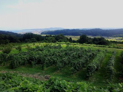 画像1: SAYSFARM セイズファーム 各種