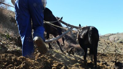 画像2: 旨い！ガルシア・デ・ヴェルデヴィーケ各種 (自然派)