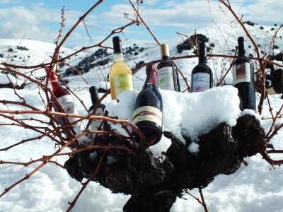 画像1: 旨い！ガルシア・デ・ヴェルデヴィーケ各種 (自然派)