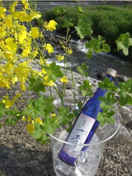 画像1: 池月 純米吟醸 一青(ひとと)　能登の地酒 (1)