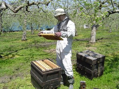 画像1: 大場養蜂園の富山産はちみつ　魚津りんご・水島柿・利賀そば　蜂蜜etc..